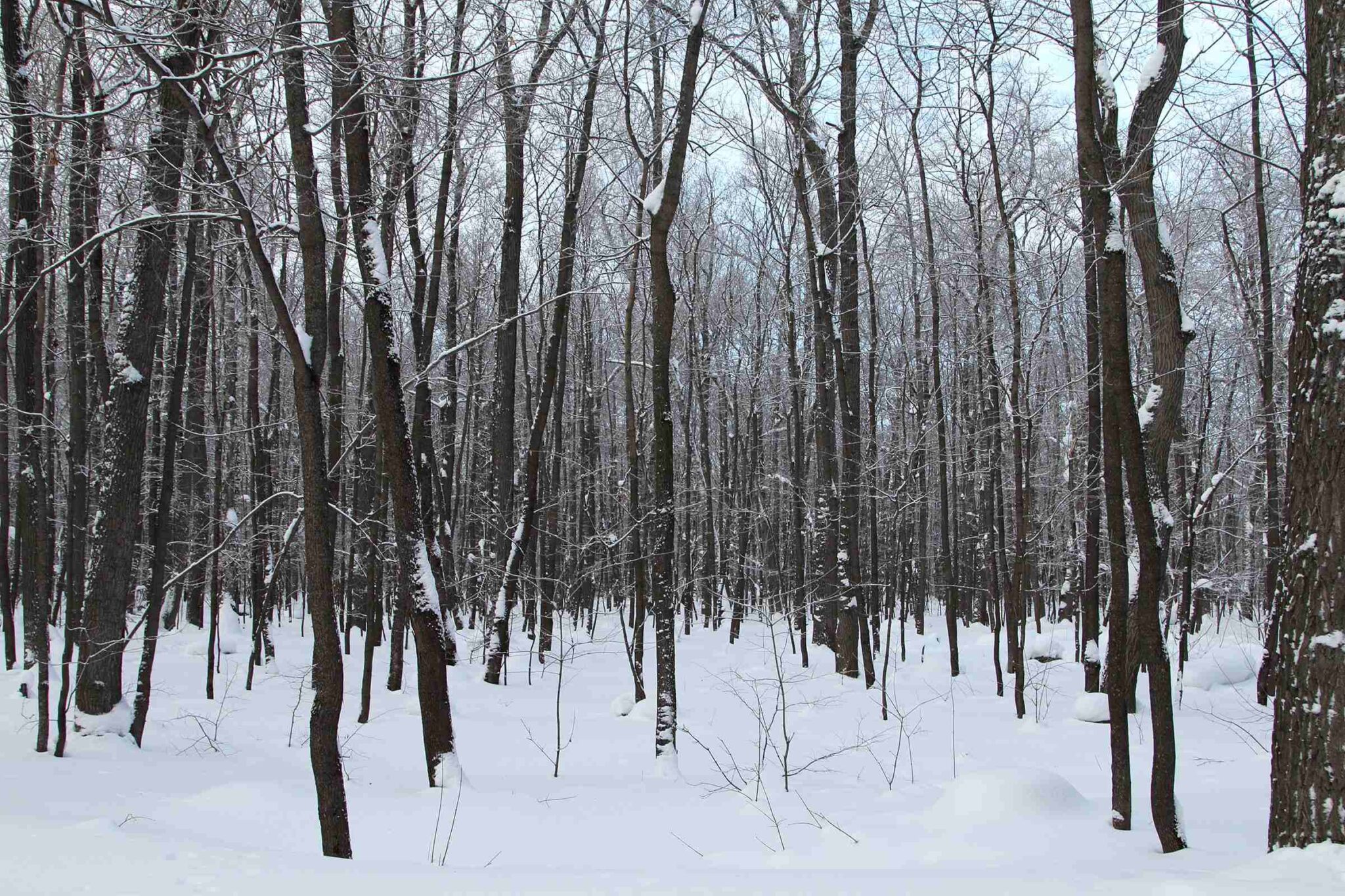 Winter Tree Preservation