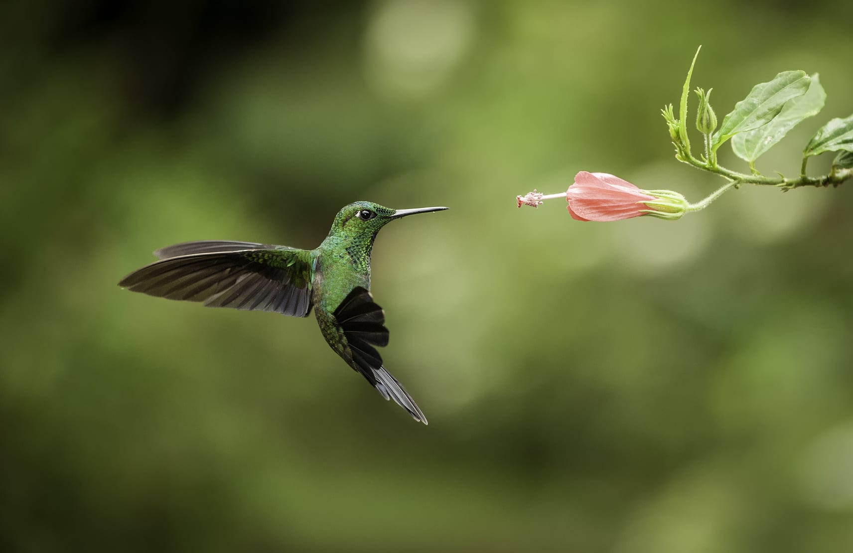 10 Plants To Attract Hummingbirds In Your Garden Architectural