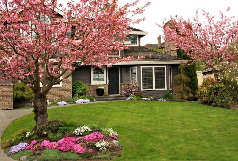 Flowering Trees that withstand the cold Minnesota weather and are suitable for Landscape design