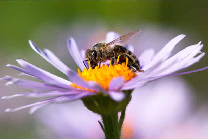 bee in a pollinator garden