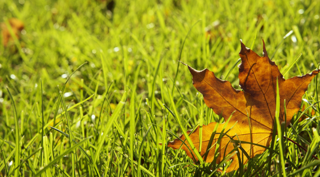 Why Autumn Is Ideal For Residential Lawn Rejuvenation