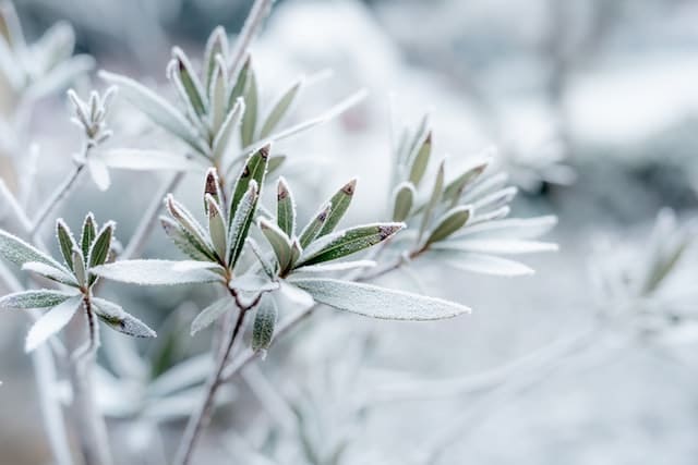 Minnesota Perrenials, Grasses, and Groundcovers For Uncommon Winter Interest